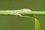 Rufous bulrush